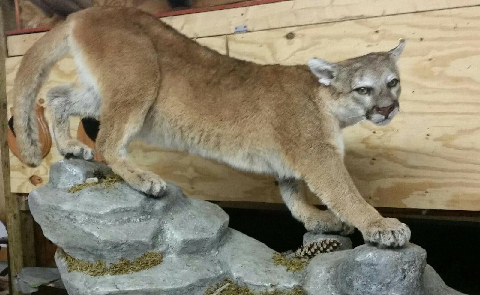 taxidermy-super-store