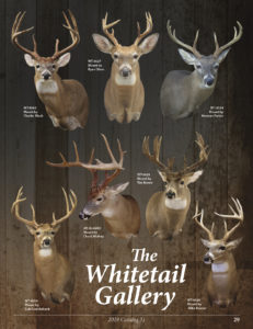 WHITETAIL GALLERY