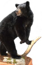 Black Bear mount by Dennis Cooper, L-134-2, Altered to Slack Jaw