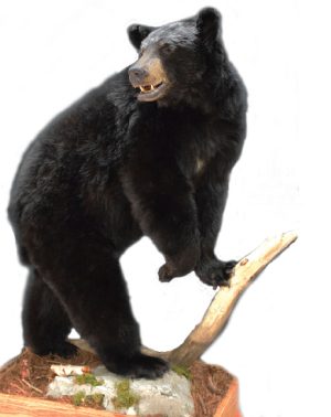 Black Bear mount by Dennis Cooper, L-134-2, Altered to Slack Jaw