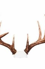 ANTLER REPRODUCTIONS