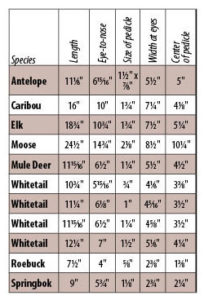 Whitetail Deer Size Chart