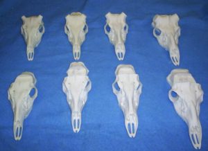 REPRODUCTION SKULLS