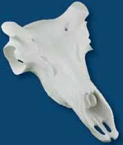 antelope reproduction skull