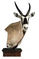 Gemsbok mount by Jerry Huffaker, AG-GE162P, Pedestal