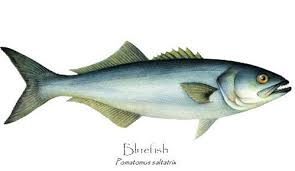 BLUEFISH