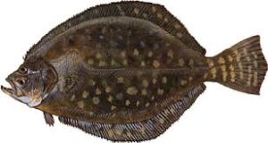 FLOUNDER