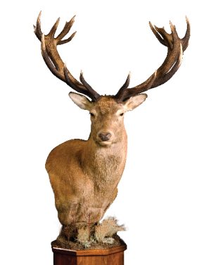 Mount by Monarch Taxidermy, G-1432-5WP, Red Stag, Upright, Wall Pedestal, Right Turn
