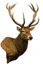 Red Stag, G-1432-5WP, Wall Pedestal, Upright, Right Turn