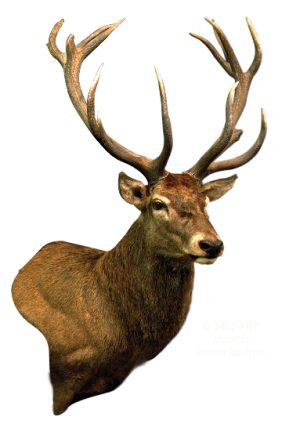Red Stag, G-1432-5WP, Wall Pedestal, Upright, Right Turn