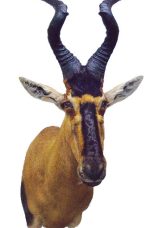 Hartebeest, G-1602-66, Right Turn, Upright