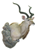 Greater Kudu, G-1682-66WP, Mount by Tracy Jacobsen, Upright, Wall Pedestal
