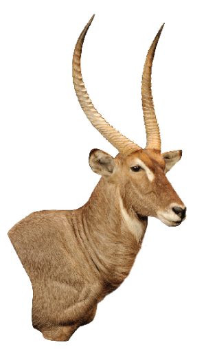 Waterbuck mount by Tim Brown, G-1951-66WP, Upright, Wall Pedestal