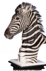 Zebra, G-1970P, Mount by Tom Weickum