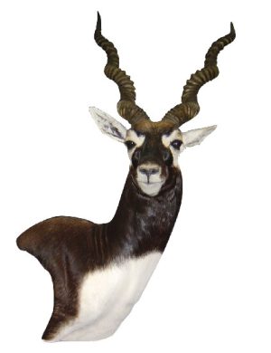 Black Buck mount by Jet Smith, AG-BB09, Pedestal, Right Turn