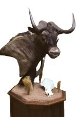 Black Wildebeest, G-GNU32P, Mount by JIm Allred, Right turn, Pedestal