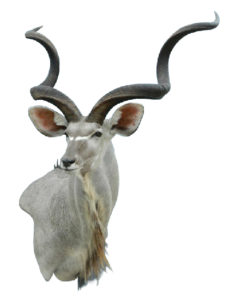 Kudu, G-KUDU303, Mount by Jet Smith, Wall Pedestal