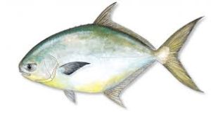 POMPANO