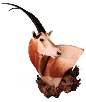 Scimitar, Horned Oryx, SHO20, Mount by Robert Utne, Pedestal, Hard Left Turn