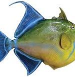 TRIGGER FISH