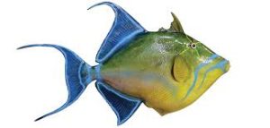 TRIGGER FISH