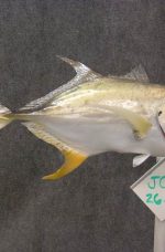 Jack Crevalle