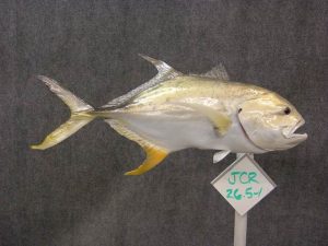 Jack Crevalle