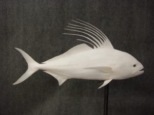 rooster fish