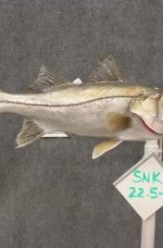 snook