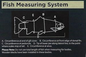 fish measuring chart