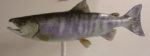 CHUM SALMON